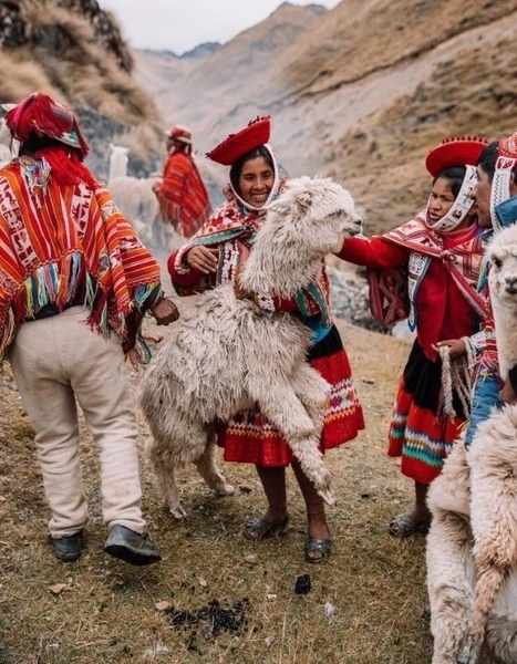 Ceremonia de Alpacas Cusco
