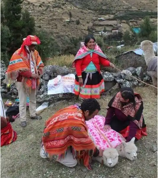 Ceremonia de Alpacas Cusco