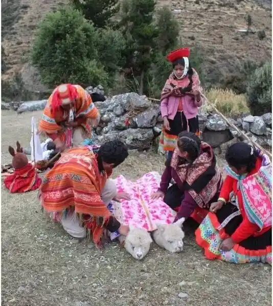 Ceremonia de Alpacas Cusco