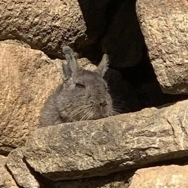 Camino Inca á Machu Picchu