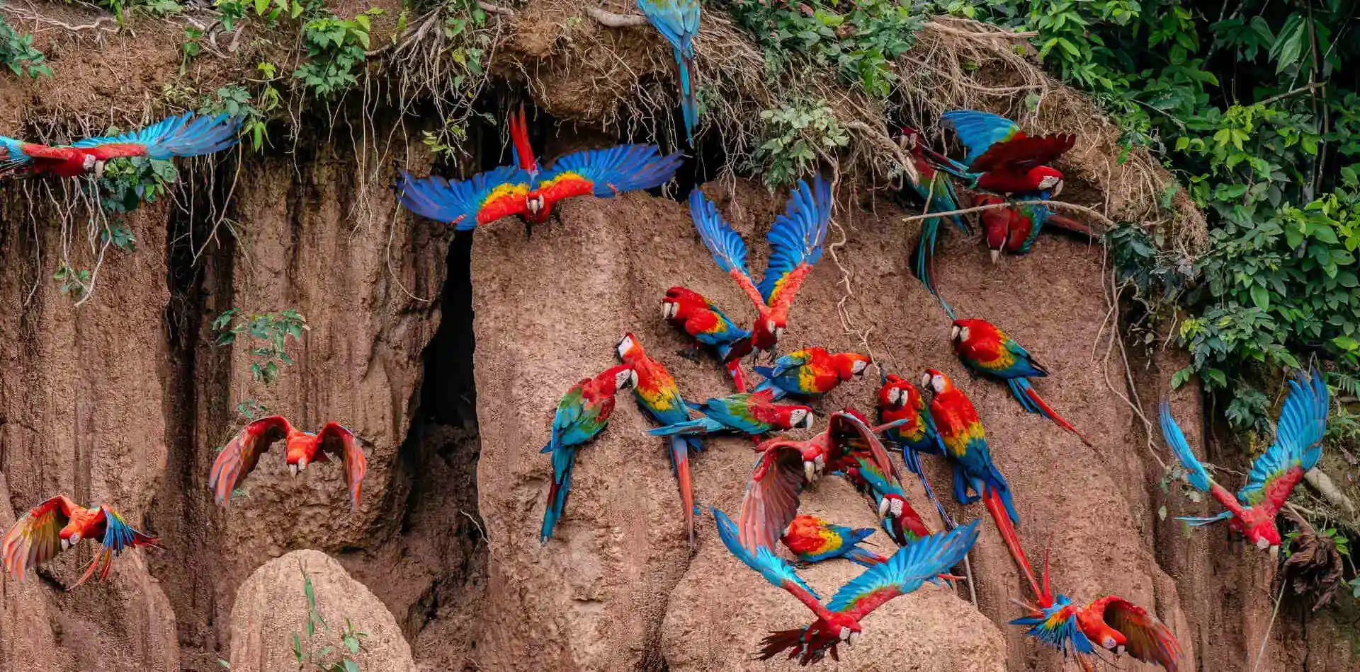 Amazonie Péruvienne Ultime : Caïmans et Jungle Sauvage